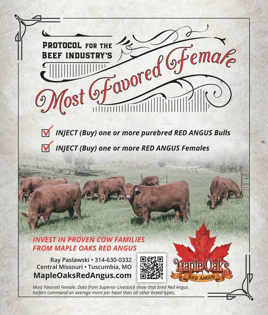 Maple Oaks Red Angus
